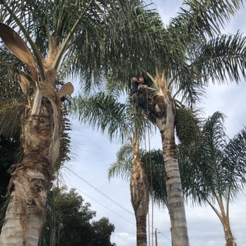 Carlos Tree Service - Tree Services Near Me
