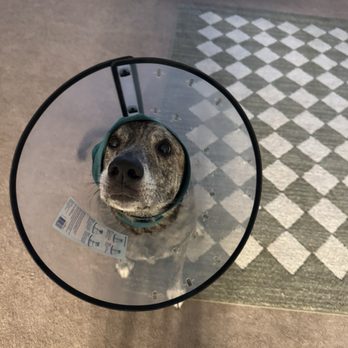 Pet Wellness Center - Week 2 after surgery! - Veterinarians Near Me - Murrieta, California Pet Wellness Center - Week 2 after surgery! - Veterinarians Near Me - Murrieta, California