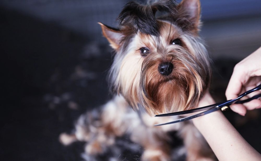 YOLI’S LUXURY PAWS MOBILE GROOMING SERVICES Request an Appointment