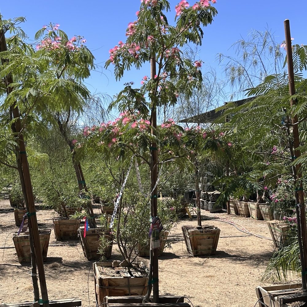 Here is the mimosa tree that we purchased