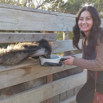 Ostrichland USA - Feeding emus - Attraction Farms Near Me - Solvang, California Ostrichland USA - Feeding emus - Attraction Farms Near Me - Solvang, California