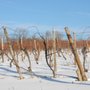 Seneca Lake Wine Trail