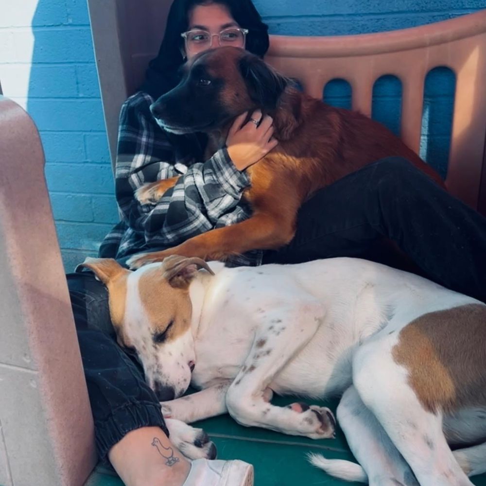 Pardise Dogs 24/7 - Pet Groomers Near Me - Phoenix, Arizona