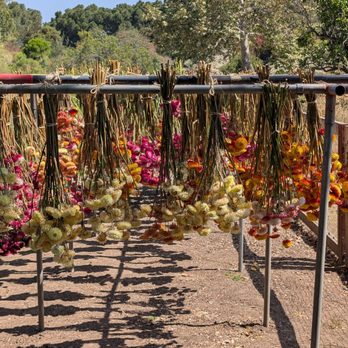 Arboretum and Botanical Garden - Dried flowers, check near the back entrance and you can grab some when you leave - Botanical Gardens Near Me - Fullerton, California Arboretum and Botanical Garden - Dried flowers, check near the back entrance and you can grab some when you leave - Botanical Gardens Near Me - Fullerton, California
