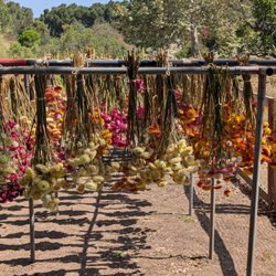 Arboretum and Botanical Garden - Dried flowers, check near the back entrance and you can grab some when you leave