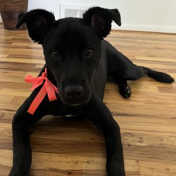 Pawfect Pet Grooming - Pet Groomers Near Me - Sterling Heights, Michigan