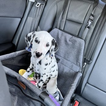 Wrigley's Pet Spaw - Russell fresh & clean after his visit. - Pet Groomers Near Me - Long Beach, California