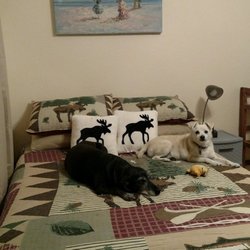 Mattress By Appointment - Auburn