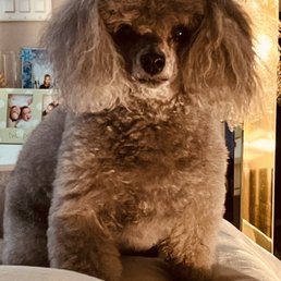 One happy silver toy poodle, fluffier than a marshmallow! One happy silver toy poodle, fluffier than a marshmallow!