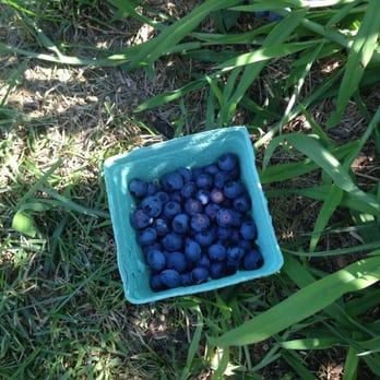 Jelli's Market - U pick! - Farmers Market Near Me - Sullivan, Wisconsin