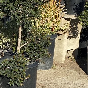 Martinez Nursery - Shrubs and fire sticks ! - Nurseries & Gardening Near Me - Buena Park, California Martinez Nursery - Shrubs and fire sticks ! - Nurseries & Gardening Near Me - Buena Park, California