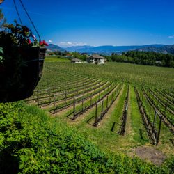 Kraze Legz Vineyard and Winery/SKAHA Vineyard