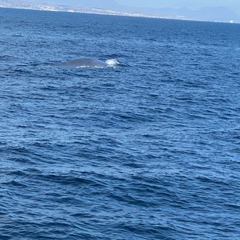 Waterhorse Charters - Blue whale on the way home ! - Scuba Diving Near Me - San Diego, California Waterhorse Charters - Blue whale on the way home ! - Scuba Diving Near Me - San Diego, California