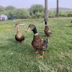 Portneuf Bend Campground