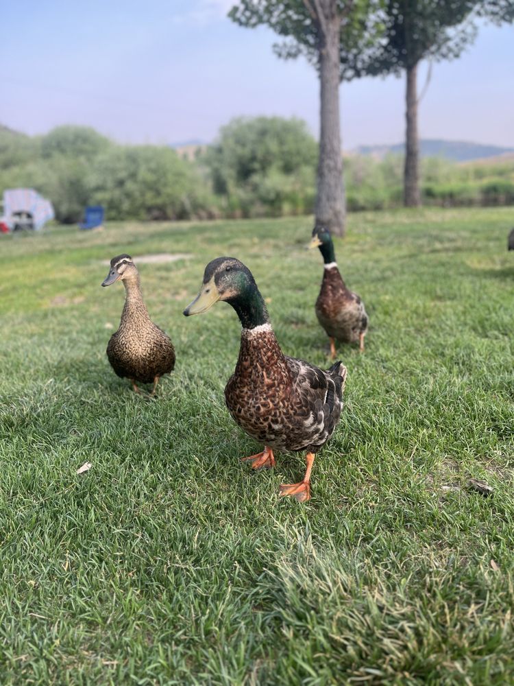 PORTNEUF BEND CAMPGROUND Updated August 2024 15 Reviews 9250 S