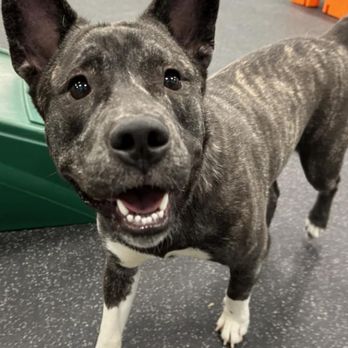 Dogtopia of Palm Harbor - Pet Sitting Near Me - Palm Harbor, Florida Dogtopia of Palm Harbor - Pet Sitting Near Me - Palm Harbor, Florida