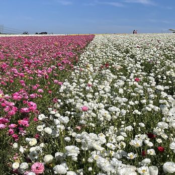 The Flower Fields - Venues & Event Spaces Near Me - Carlsbad, California