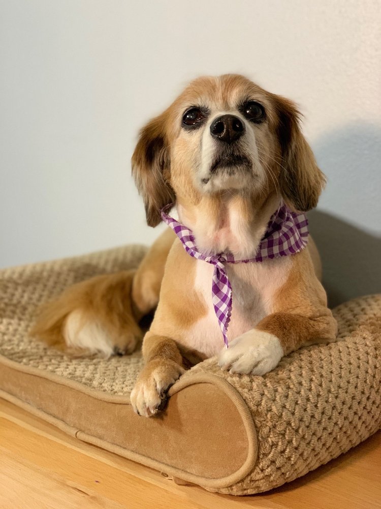 FLOOF PET GROOMING 61 Photos & 43 Reviews Pet Groomers 308 NE