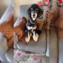 Photo of Petsense