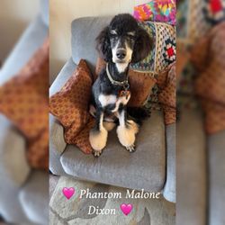 Petsense - Phantom the Phantom standard poodle puppy