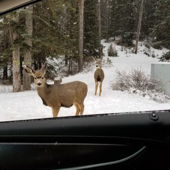 Banff National Park - Wildlife just doing their thing - Parks Near Me - Banff, Alberta Banff National Park - Wildlife just doing their thing - Parks Near Me - Banff, Alberta