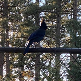 Silver Pines Lodge - Hotels Near Me - Idyllwild, California Silver Pines Lodge - Hotels Near Me - Idyllwild, California