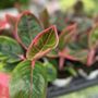 Photo of Luna Tropicals