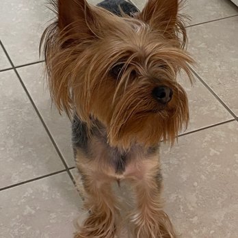 Paws Required - Pet Groomers Near Me - Port Saint Lucie, Florida Paws Required - Pet Groomers Near Me - Port Saint Lucie, Florida