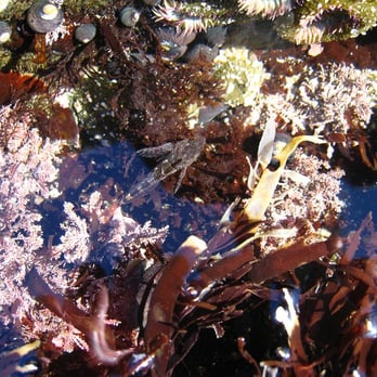 Fitzgerald Marine Reserve - tide pool sculpins - Parks Near Me - Moss Beach, California Fitzgerald Marine Reserve - tide pool sculpins - Parks Near Me - Moss Beach, California