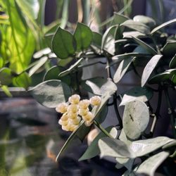Denver Plant Delivery - Hoya krohniana super silver in bloom