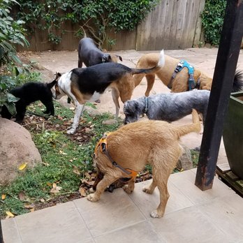 Big Dog Rescue - Everyone runs around in harmony - Pet Services Near Me Big Dog Rescue - Everyone runs around in harmony - Pet Services Near Me