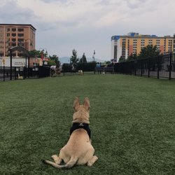 Biggest Little Dog Park - Cloudy day!