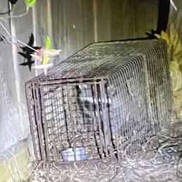 One of the trapped raccoons.
