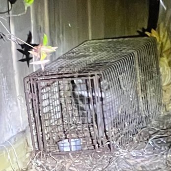 Speedy Animal Control - One of the trapped raccoons. - Pest Control Near Me - Santee, California