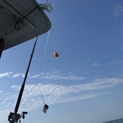Fish Hook Charters - Bait for shark fishing