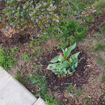 Direct Gardening - Front yard Tulips grew but not what I asked for. - Nurseries & Gardening Near Me - Bloomington, Illinois
