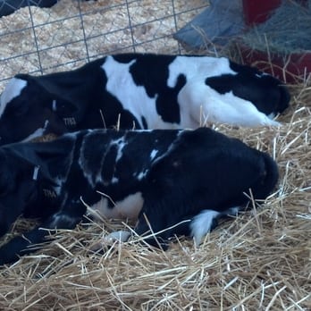 New Mexico State Fair - Cows at the livestock show - Festivals Near Me - Albuquerque, New Mexico