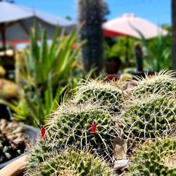 Fernwood Gardens