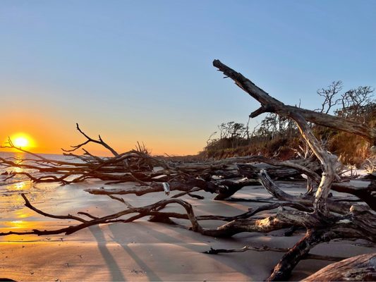 Big Talbot Island State Park by null