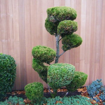 MSL Surgery - Funky tree - Oral Surgeons Near Me - Warwick, Rhode Island MSL Surgery - Funky tree - Oral Surgeons Near Me - Warwick, Rhode Island