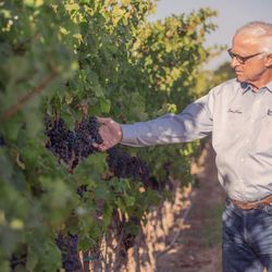 Louis Lucas, master grape grower, makes growing the world's best wine grapes look simple.