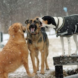 K9PawPrints - Quincy, Winston, & Holly caroling