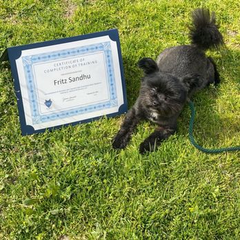 Ultimutt K9 Services - Pet Training Near Me Ultimutt K9 Services - Pet Training Near Me