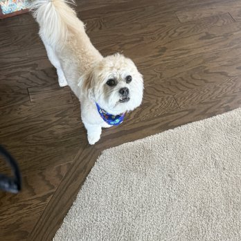 Kadee's Dog House - Leo loving his cut! - Pet Groomers Near Me Kadee's Dog House - Leo loving his cut! - Pet Groomers Near Me