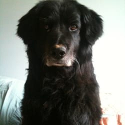 Country Roads Veterinary Svc - Daisy Dukes