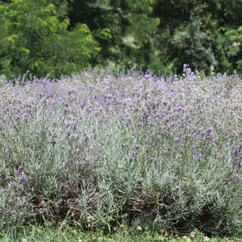 Weir's Lane Lavender & Apiary - Lavender Fields - Cosmetics & Beauty Supply Near Me - Dundas, Ontario Weir's Lane Lavender & Apiary - Lavender Fields - Cosmetics & Beauty Supply Near Me - Dundas, Ontario