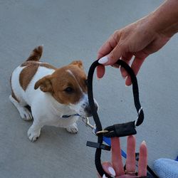 San Diego Puppy Coach - Nicole putting on slip leash on Makai...