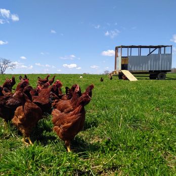 Glenview Acres - Pasture Raised Eggs - Farmers Market Near Me - North Lawrence, Ohio Glenview Acres - Pasture Raised Eggs - Farmers Market Near Me - North Lawrence, Ohio