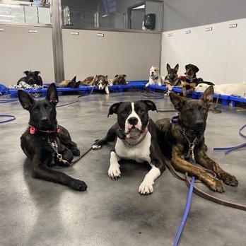 Paws 'n' Rec - Pet Training Near Me - Las Vegas, Nevada