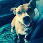 Photo of Natty's Canine Funtime
